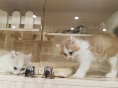 -柚子猫舍·精品猫舍购猫·猫咪认养·购宠·宠物店