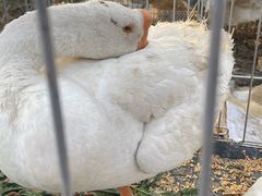 -洪泽湖古堰景区