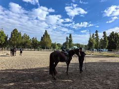 -北京群众马术培训基地