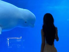 -海合安成都极地海洋公园