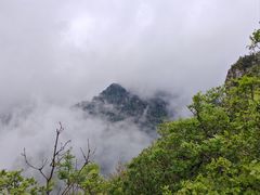 -牛背梁国家森林公园