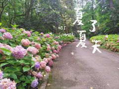 -上海滨江森林公园