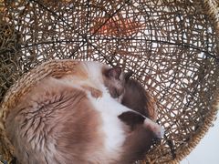 -飞行喵MR PILOT|猫舍·猫咖(静安大融城店)