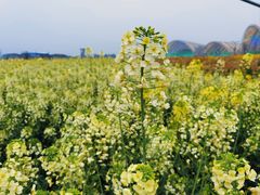 -中国天府农业博览园