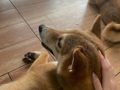 -柴犬高等学院·狗咖·柴犬售卖·宠物训练