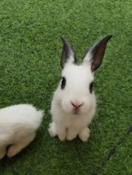 -萌宠亲子动物乐园(槐房万达店)