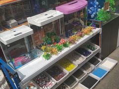 -哈尔滨道外花鸟鱼市场