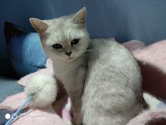 -喵的天空名猫咖啡馆·撸猫·猫舍·用品