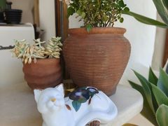 -Sirena海妖日咖夜酒