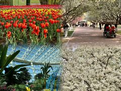 -石家庄市植物园