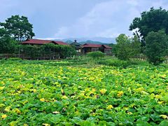 景观位-粤秀古树庄园