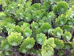 -墨尔本皇家植物园