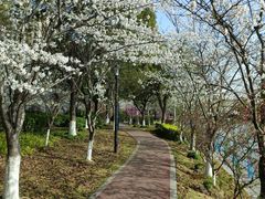 -高东镇樱花园