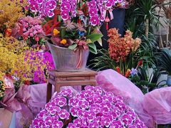 -溪岸路花鸟市场