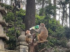 -黔灵山公园