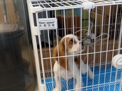 -翊宠yipet猫狗购宠庄园犬舍•猫舍