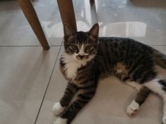 -平行世界·猫咖(首经贸店)