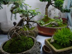 -武汉花鸟市场