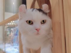 -藏猫猫咖啡主题馆(中央大道店)