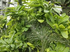 -南山植物园