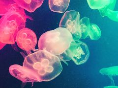 -成都浩海立方海洋公园