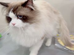 -瑞派宠物医院·犬猫全科·猫友好(宾水西道店)