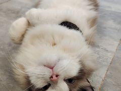 -楼上猫咖(罗湖店)