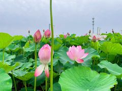 -嘉北郊野公园