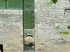 -都江堰中华大熊猫苑