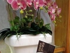 -杏花村水席楼·洛阳水席(老城十字街店)