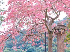 -风云岭森林公园