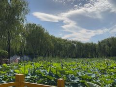 -东升八家郊野公园