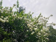 -谷咖啡·鲜花绿植花园餐厅