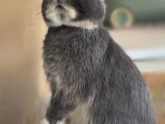 -爱侣宠医·鹦鹉专科·小型哺乳类·异宠专科(灵石路店)