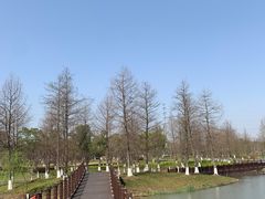 -九科绿洲