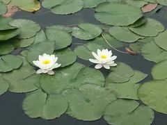 -新江湾城公园