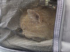 -纳吉亚猫专科动物医院博雅分院