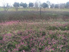 -杭州湾海上花田景区