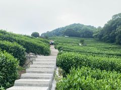 -龙井村