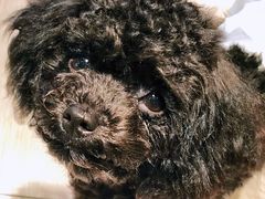 -百好乐宠物友好餐厅(朝外大街店)