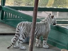-秦皇岛野生动物园