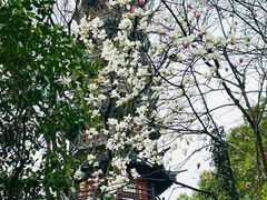 -上海佘山国家森林公园西佘山园