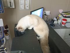 -四月宠物医院·猫专科·心脏专科·内科(转塘店)