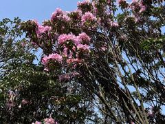 -梧桐山风景名胜区