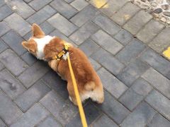 -北京观赏动物医院·24小时大型综合·猫专科·异宠专科