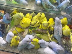 -青石桥花鸟鱼虫市场(叠翠城店)