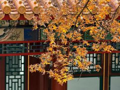 -宫事颐庭·老佛爷贵寿下午茶(颐和园店)