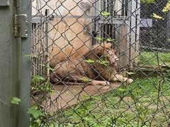 -合肥野生动物园