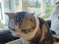 -有喵·猫咖·狗咖·30几只猫10只小狗(岗厦店)