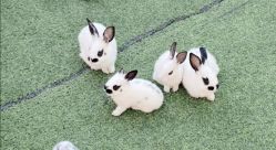 -萌宠亲子动物乐园(槐房万达店)